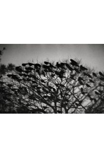 Masahisa Fukase Ravens 2732