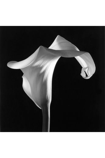 Robert Mapplethorpe Flowers 1083
