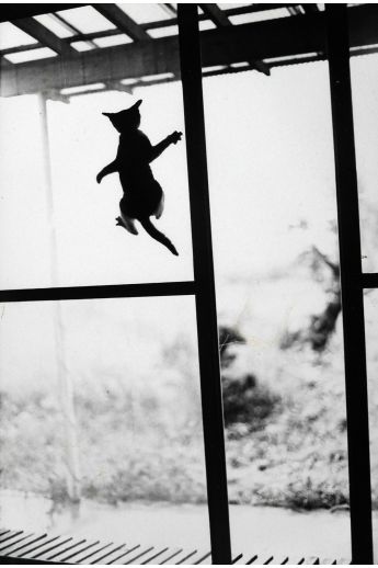 Masahisa Fukase Kaze No Neko (The Wind Cat) 1315